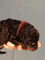 Cedar, a female Airedale Terrier and Poodle - Standard  for sale in Woodland, WA – Photo 4 of 4