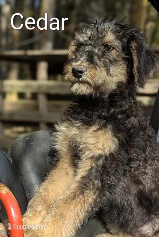 Cedar, a female Airedale Terrier and Poodle - Standard  for sale in Woodland, WA – Photo 1 of 6