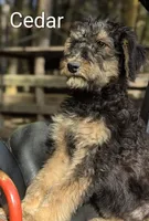 Cedar, a female Airedale Terrier and Poodle - Standard  for sale in Woodland, WA – Photo 1 of 6