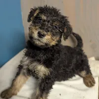 Cedar, a female Airedale Terrier and Poodle - Standard  for sale in Woodland, WA – Photo 2 of 5