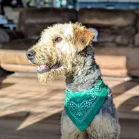Green Boy, a male Airedale Terrier and Poodle - Standard  for sale in Woodland, WA – Photo 1 of 2