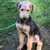 Green Boy, a male Airedale Terrier and Poodle - Standard  for sale in Woodland, WA – Photo 2 of 2