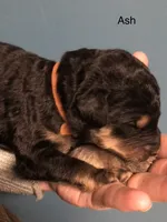 Ash, a male Airedale Terrier and Poodle - Standard  for sale in Woodland, WA – Photo 3 of 3