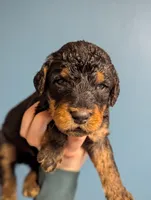 Ash, a male Airedale Terrier and Poodle - Standard  for sale in Woodland, WA – Photo 2 of 3