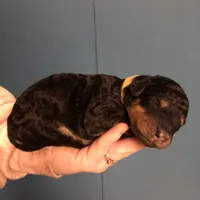 Oak, a female Airedale Terrier and Poodle - Standard  for sale in Woodland, WA – Photo 4 of 4