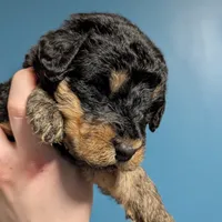 Oak, a female Airedale Terrier and Poodle - Standard  for sale in Woodland, WA – Photo 3 of 4