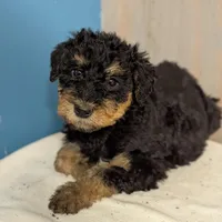 Oak, a female Airedale Terrier and Poodle - Standard  for sale in Woodland, WA – Photo 2 of 4