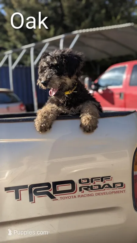 Oak – Airedale Terrier, Poodle - Standard  puppy for sale in Woodland, WA