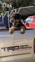 Oak, a female Airedale Terrier and Poodle - Standard  for sale in Woodland, WA – 1 of 5
