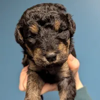 Olive, a female Airedale Terrier and Poodle - Standard  for sale in Woodland, WA – Photo 3 of 4