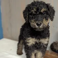 Olive, a female Airedale Terrier and Poodle - Standard  for sale in Woodland, WA – Photo 2 of 4