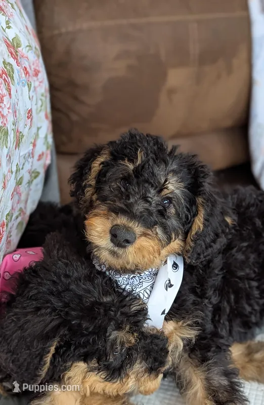 Olive – Airedale Terrier, Poodle - Standard  puppy for sale in Woodland, WA