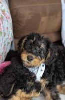 Olive, a female Airedale Terrier and Poodle - Standard  for sale in Woodland, WA – Photo 1 of 4