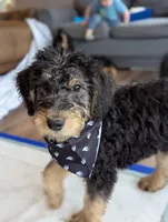 Juniper, a female Airedale Terrier and Poodle - Standard  for sale in Woodland, WA – Photo 1 of 4