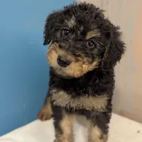 Juniper, a female Airedale Terrier and Poodle - Standard  for sale in Woodland, WA – Photo 2 of 4