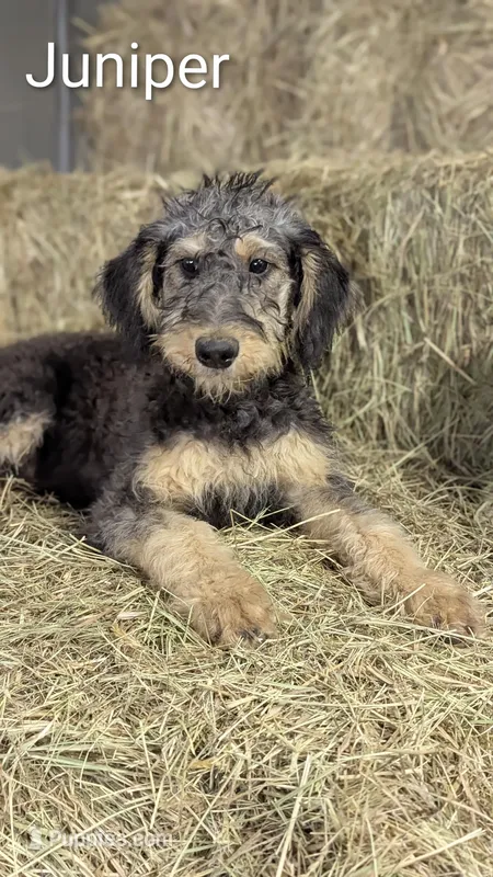 Juniper – Airedale Terrier, Poodle - Standard  puppy for sale in Woodland, WA
