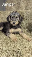 Juniper, a female Airedale Terrier and Poodle - Standard  for sale in Woodland, WA – 1 of 5