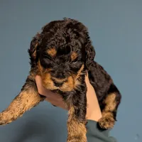 Juniper, a female Airedale Terrier and Poodle - Standard  for sale in Woodland, WA – Photo 3 of 4