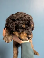 Spruce, a male Airedale Terrier and Poodle - Standard  for sale in Woodland, WA – Photo 2 of 3