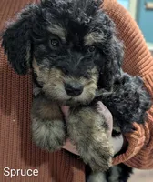 Spruce, a male Airedale Terrier and Poodle - Standard  for sale in Woodland, WA – Photo 1 of 3