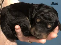 Spruce, a male Airedale Terrier and Poodle - Standard  for sale in Woodland, WA – Photo 3 of 3