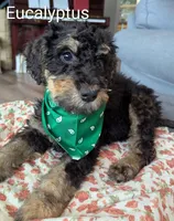 Eucalyptus , a female Airedale Terrier and Poodle - Standard  for sale in Woodland, WA – 2 of 2