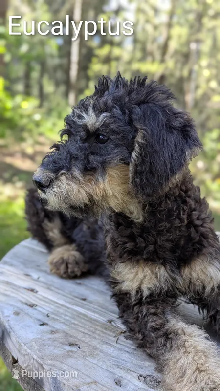 Eucalyptus  – Airedale Terrier, Poodle - Standard  puppy for sale in Woodland, WA