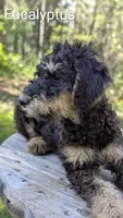 Eucalyptus , a female Airedale Terrier and Poodle - Standard  for sale in Woodland, WA – 1 of 2