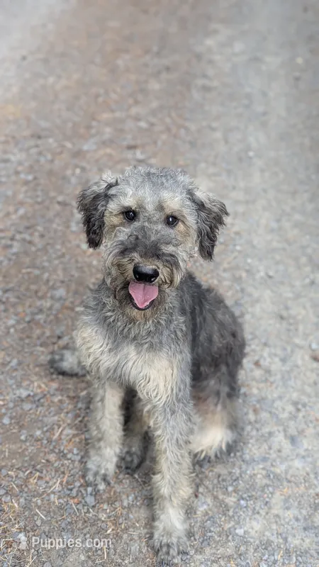 Oak – Airedale Terrier, Poodle - Standard  puppy for sale in Woodland, WA