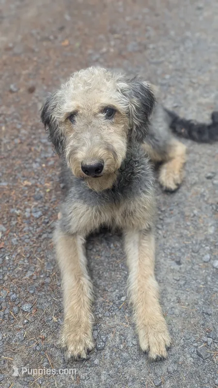 Juniper – Airedale Terrier, Poodle - Standard  puppy for sale in Woodland, WA