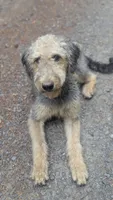 Juniper, a female Airedale Terrier and Poodle - Standard  for sale in Woodland, WA – 1 of 6
