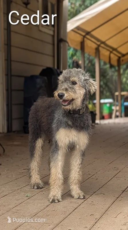 Cedar – Airedale Terrier, Poodle - Standard  puppy for sale in Woodland, WA
