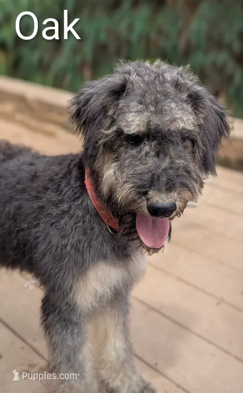 Oak – Airedale Terrier, Poodle - Standard  puppy for sale in Woodland, WA