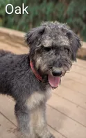 Oak, a female Airedale Terrier and Poodle - Standard  for sale in Woodland, WA – 1 of 6
