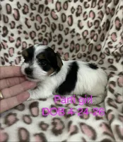 Toynet, a female Yorkshire Terrier for sale in Atoka, OK – 1 of 4