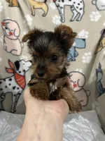 Waylon, a male Yorkshire Terrier for sale in Atoka, OK – 2 of 10