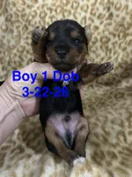 Waylon, a male Yorkshire Terrier for sale in Atoka, OK – Photo 1 of 2