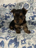 Waylon, a male Yorkshire Terrier for sale in Atoka, OK – 7 of 10