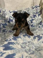 Waylon, a male Yorkshire Terrier for sale in Atoka, OK – 8 of 10