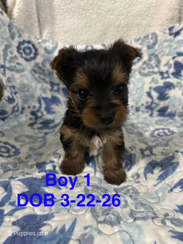 Waylon – Yorkshire Terrier puppy for sale in Atoka, OK