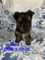 Waylon, a male Yorkshire Terrier for sale in Atoka, OK – 4 of 10