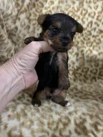 Waylon, a male Yorkshire Terrier for sale in Atoka, OK – 6 of 10