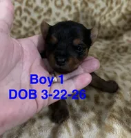 Waylon, a male Yorkshire Terrier for sale in Atoka, OK – Photo 2 of 2