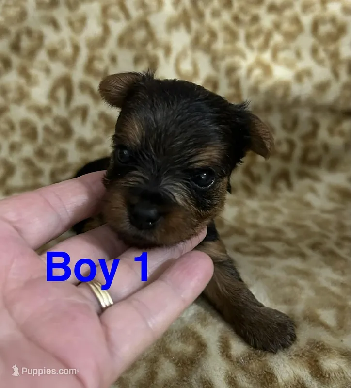 Waylon – Yorkshire Terrier puppy for sale in Atoka, OK