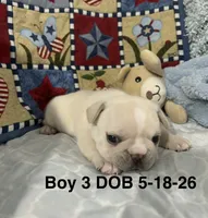 SamJam, a male French Bulldog for sale in Atoka, OK – 3 of 3