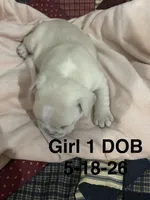 Sharee, a female French Bulldog for sale in Atoka, OK – 2 of 3