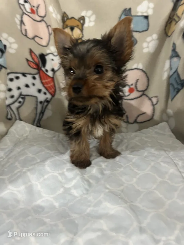 Waylon – Yorkshire Terrier puppy for sale in Atoka, OK