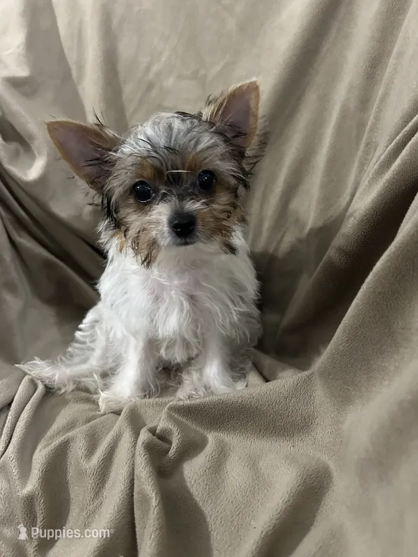 Toynet – Yorkshire Terrier puppy for sale in Atoka, OK