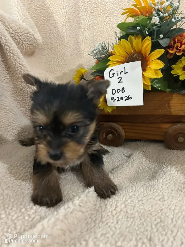 Francie – Yorkshire Terrier puppy for sale in Atoka, OK