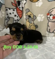 Walker, a male Yorkshire Terrier for sale in Atoka, OK – 1 of 2